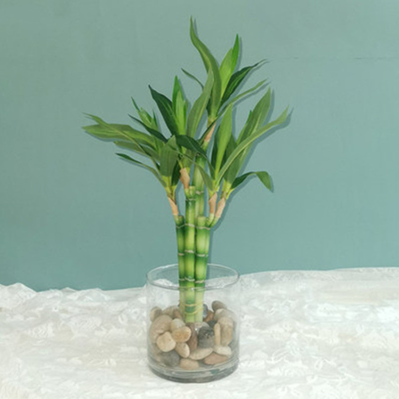 Aquarium Fish Saltwater - ใหม่ 40 ซม.rFtificial Lucky ไม้ไผ่ Succulent