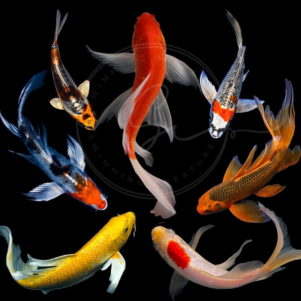 Aquarium Fish Koi - ปลาคาร์ฟหลากสีสำหรับบ่อและตู้ปลา (3-4 ตัว) - แพ็ค 6