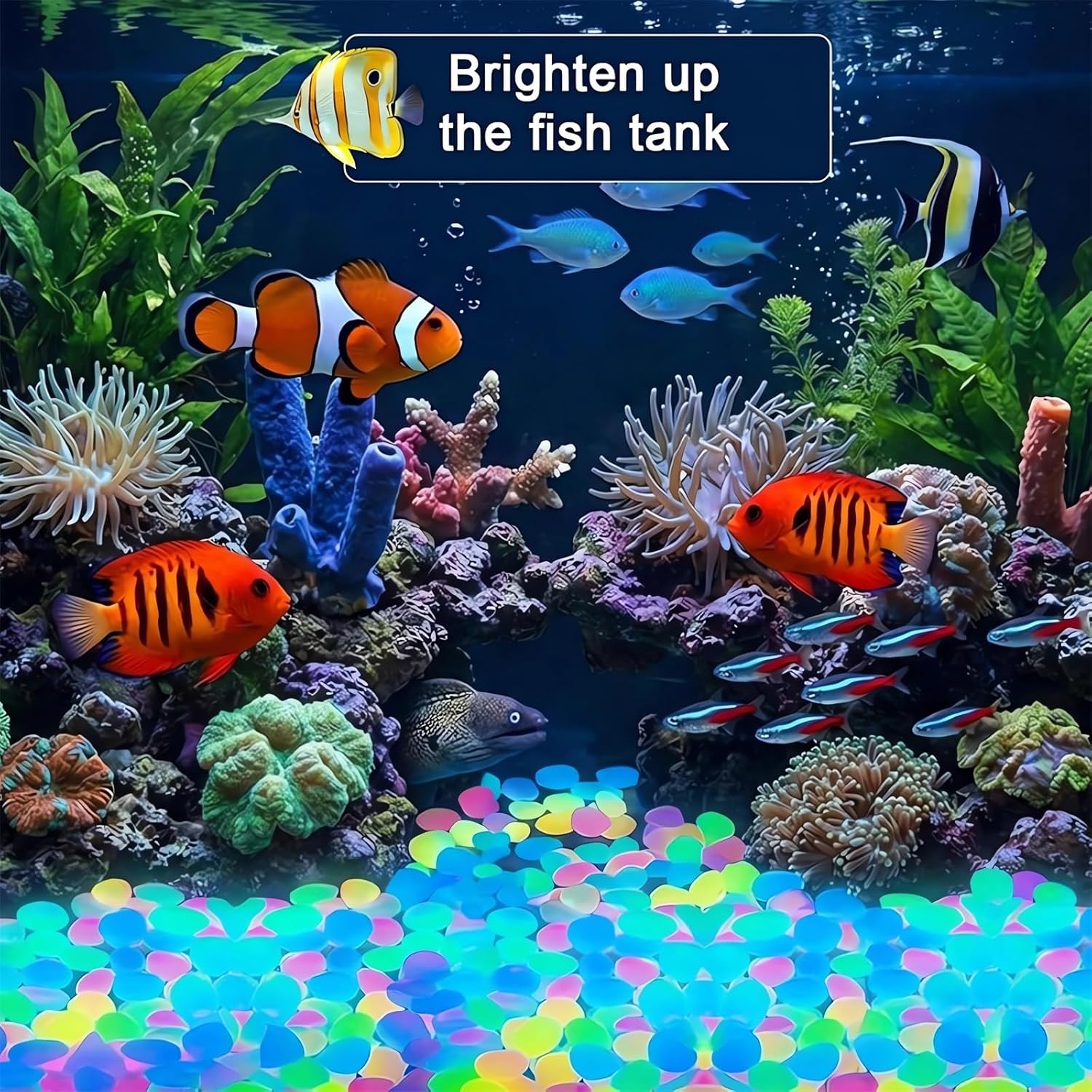 หินเรืองแสงสีสันสดใส ปี 2026 - - Aquarium Fish Rainbow บทวิจารณ์และราคา