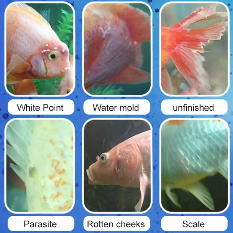 การรักษาโรคปลา SIKEZHAN และแบค - Aquarium Fish Saltwater บทวิจารณ์และราคา