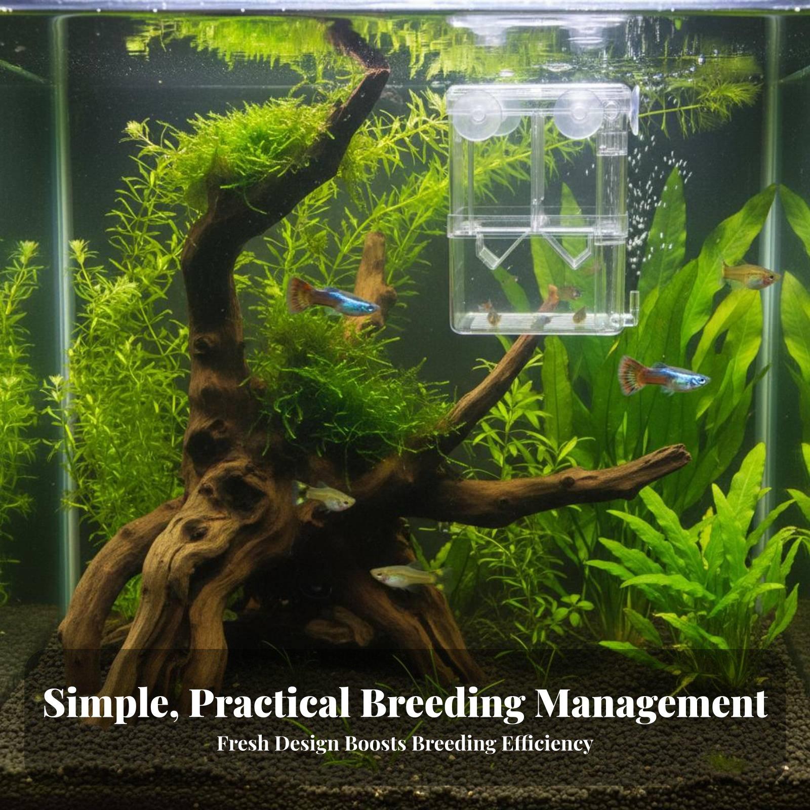 ตู้เพาะพันธุ์ปลาสองชั้นสำหรับแ - Aquarium Fishes บทวิจารณ์และราคา
